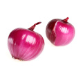 new crop China organic fresh onion price 1 kg